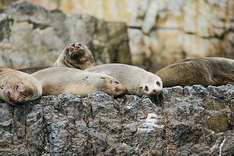 Photograph of seals basking on rocks